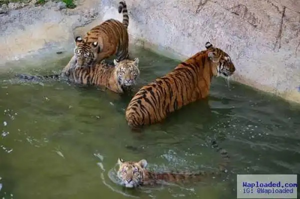 Female Animal Caretaker Mauled And Killed By Tiger At Zoo